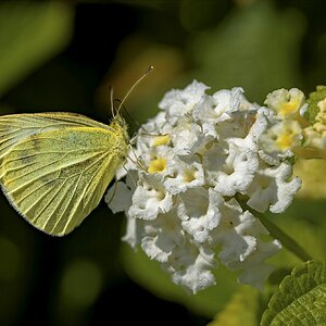 Small White.jpg