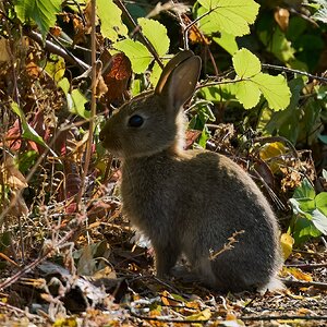 rabbit 2026.jpg