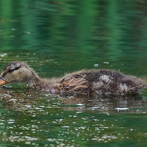 duck 2026_6.jpg