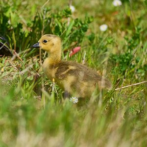 goose 2026_10.jpg