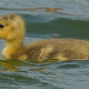 goose 2026_12.jpg