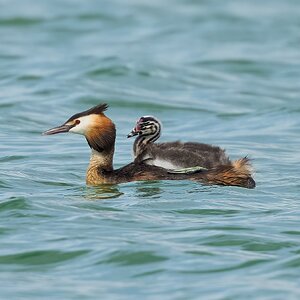 great crested grebe 2026_19.jpg