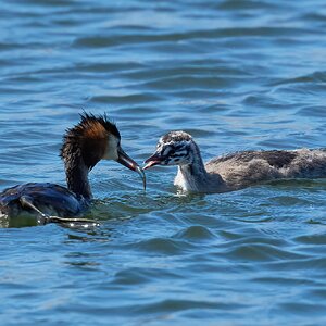 great crested grebe 2026_22.jpg