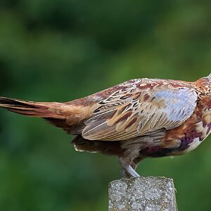 pheasant  2026_2.jpg