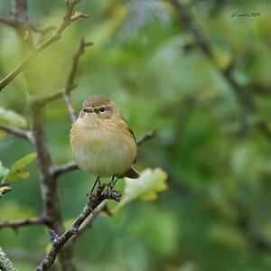 chiffchaff 2026-9.jpg