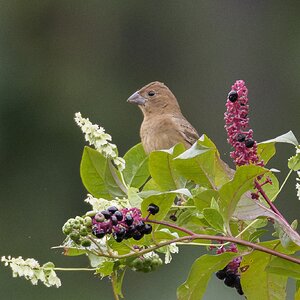 BlueGrosbeak03.jpg