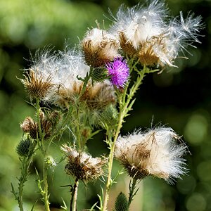 WFlower1.jpg