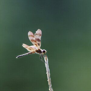 Halloween Pennant Dragonfly.jpg