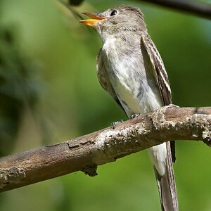 Eastern Wood Pewee.jpg