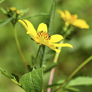 WFlower2.jpg