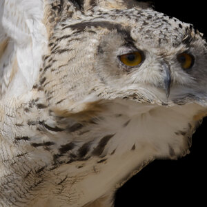 Eurasian owl-6.jpg