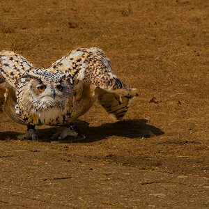 Eurasian Owl
