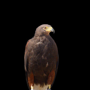 Harris's Hawk