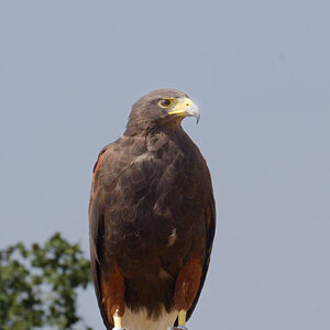 Harris's Hawk