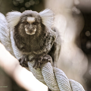Marmoset - test-1.jpg