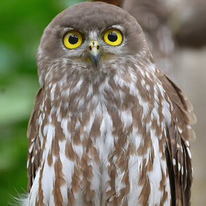 Barking Owl