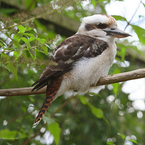 Kookaburra