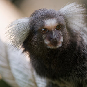 Marmoset.