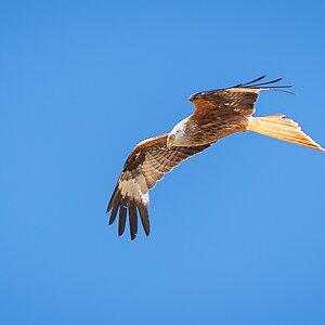 kite-10.jpg