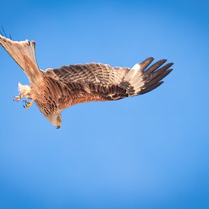 kite-12.jpg