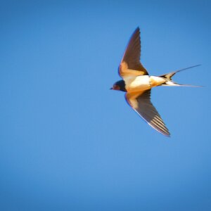 swallow-1.jpg