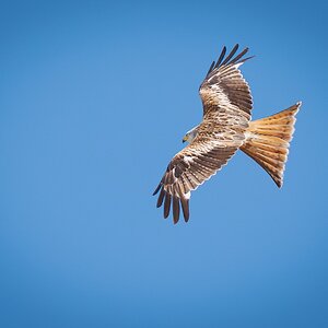 kite-20b.jpg