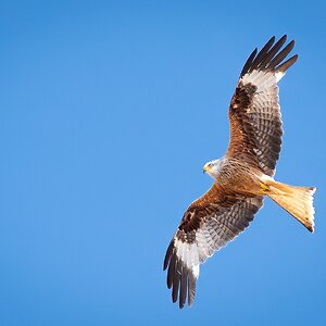 kite-22.jpg