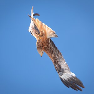 kite-23.jpg