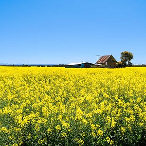 _7RV7889_Canola_Paddocks.jpg