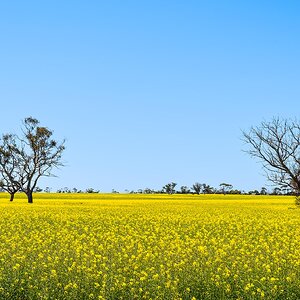 _7RV7890_Canola_Paddocks.jpg