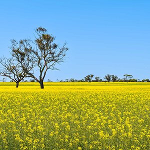 _7RV7892_Canola_Paddocks.jpg