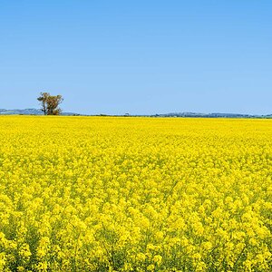 _7RV7893_Canola_Paddocks.jpg