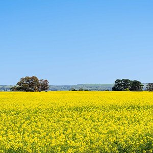 _7RV7898_Canola_Paddocks.jpg