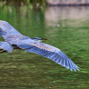 Great Blue Heron - BCSP - 09192026 - 01.jpg