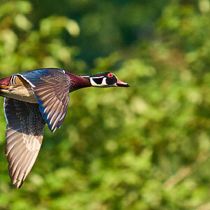 Wood Duck - BCSP - 09192026 - 02.jpg