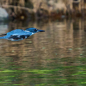 Belted Kingfisher - BCSP - 09192026 - 01.jpg