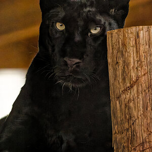 Black Leopard