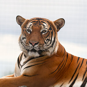 Malayan Tiger (male)-1.jpg