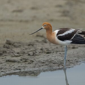 American-Avocet_RP27087.jpg