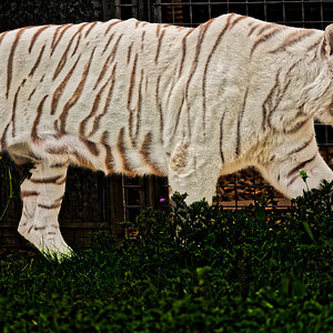 White Bengal Tiger