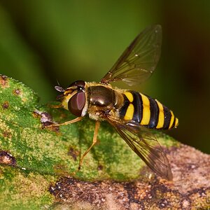 Eastern Flower Fly - BCSP - 0920226 - 04.jpg
