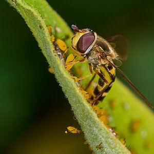 Eastern Flower Fly - BCSP - 0920226 - 08.jpg