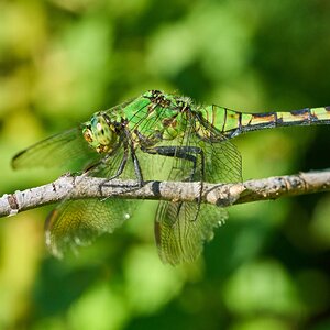 Common Green Darter - Claymont - 09142026 - 04.jpg