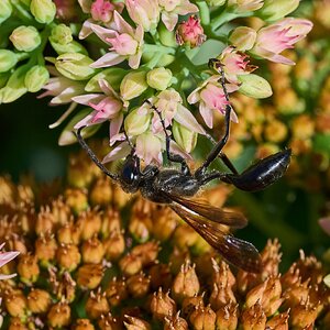 Mexican Grass-Carrying Wasp - Claymont - 09142026 - 01.jpg