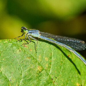 Fragile Forktail - Claymont - 09142026 - 06.jpg