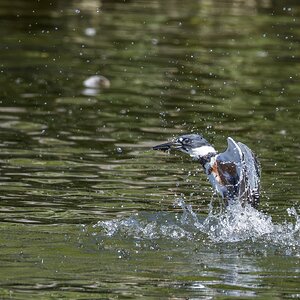 kingfisher05.jpg