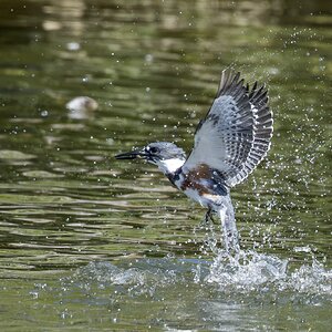 kingfisher06.jpg