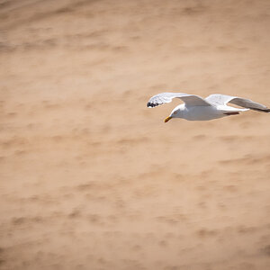 seagull-3.jpg