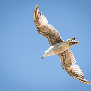 seagull-4.jpg