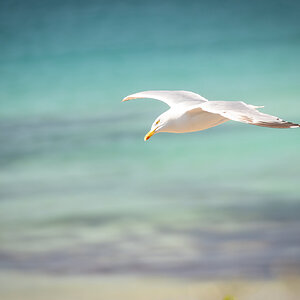 seagull-6.jpg
